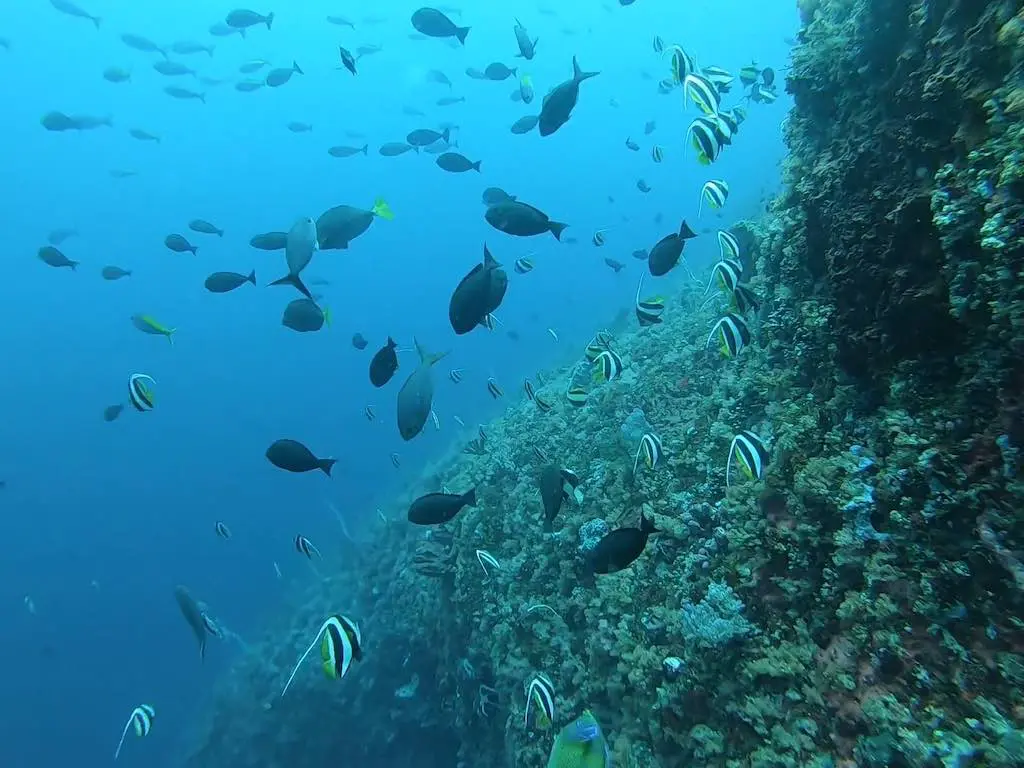 plongée sous-marine à Nusa Penida Bali