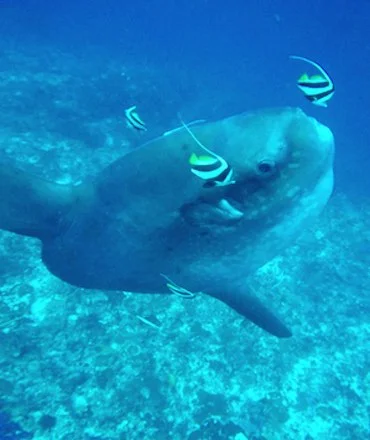 Mola Mola Nusa Penida Bali Indonesia