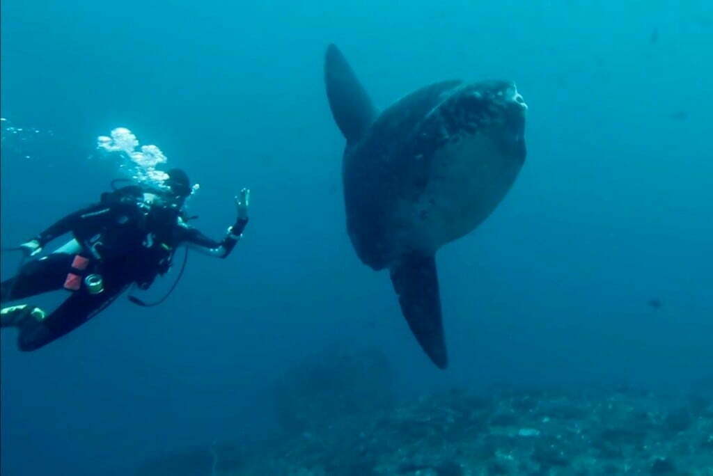 Mola Mola en plongée à Nusa Penida Bali