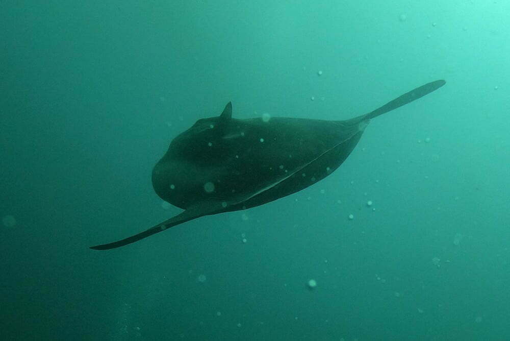 Mola Mola Molamola