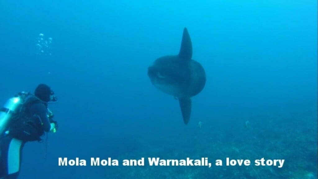 Mola Mola poisson lune Warnakali Nusa Penida Bali