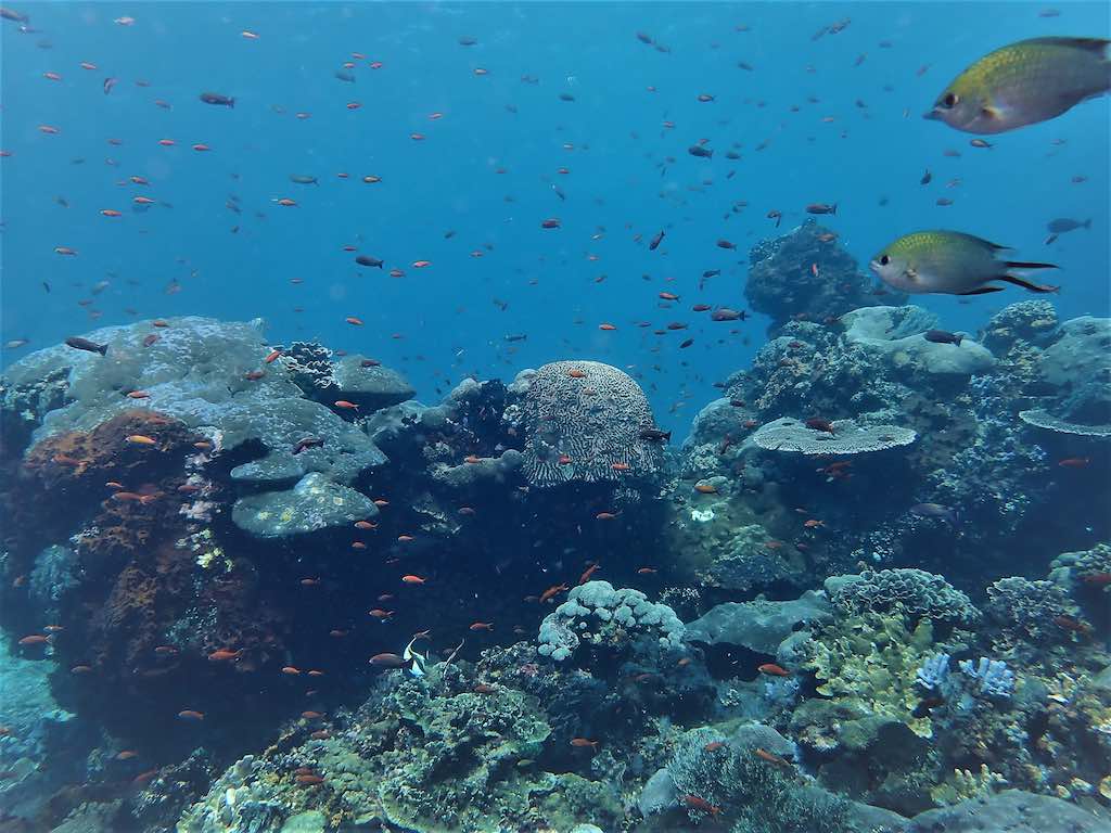 Plongée à Bali coraux poissons Nusa Penida