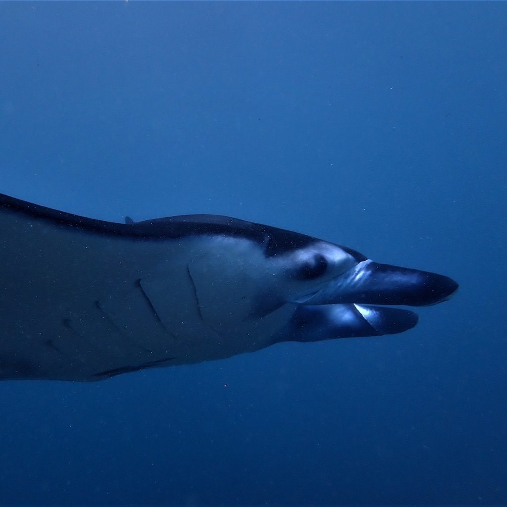 Raie Manta plongée Nusa Penida Bali