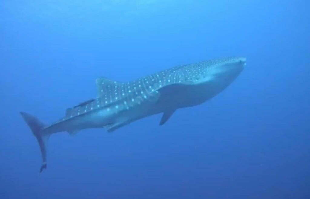 Requin baleine en plongée à Buyuk Nusa Penida Bali
