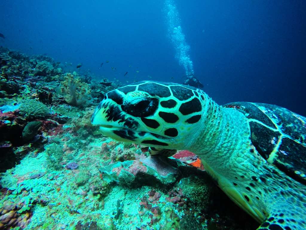 Plonger avec une tortue à Crystal Bay Nusa Penida Bali
