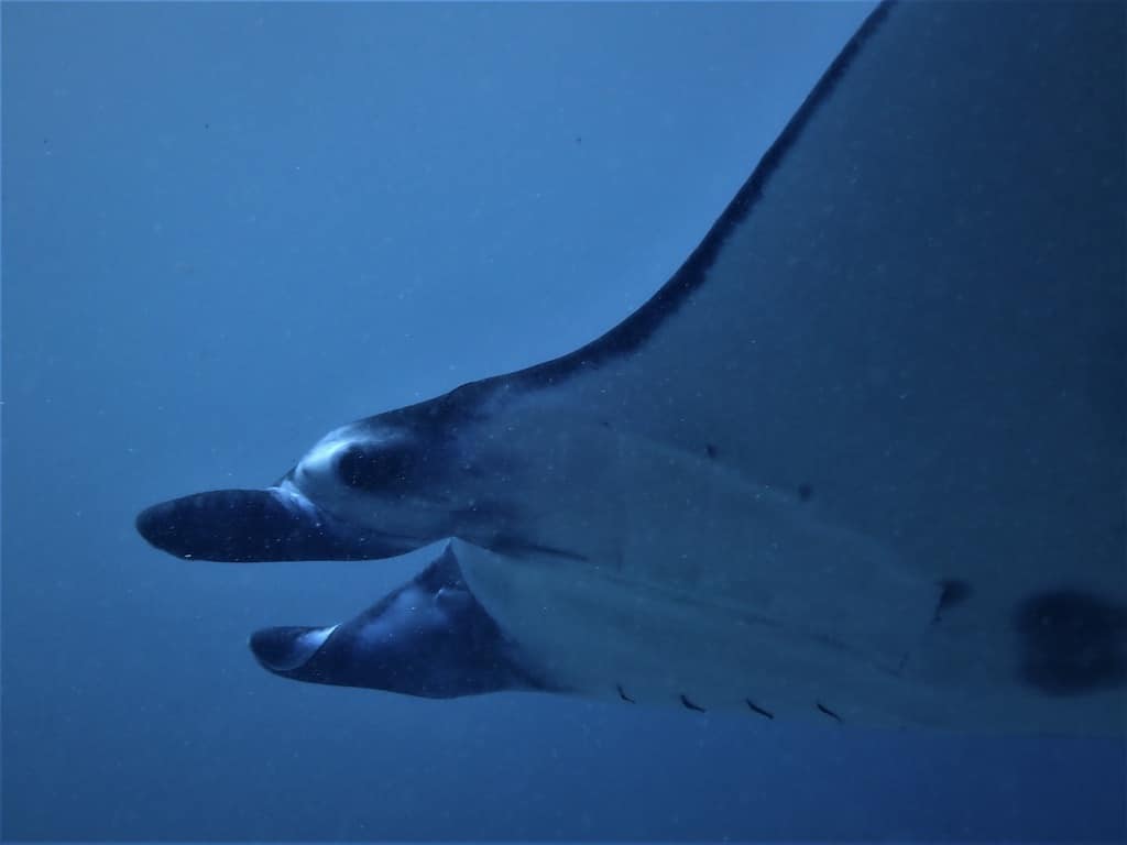 nageoires cephaliques raie manta bali nusapenida
