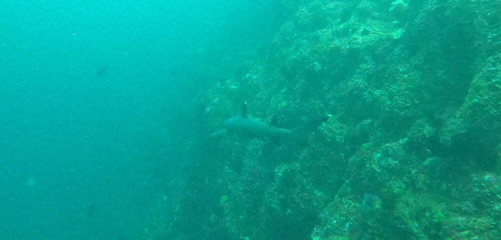 Requin pointe blanche à Gili Biaha