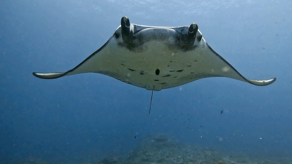 Raie manta observant un plongeur à Manta Point Nusa Penida Bali