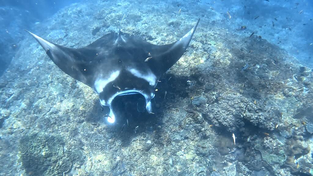 Raie manta observée en snorkeling à Manta Point à Nusa Penida Bali