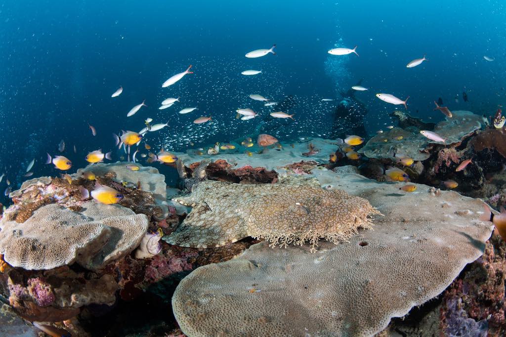 Croisière plongée en Indonésie requin tapis barbu