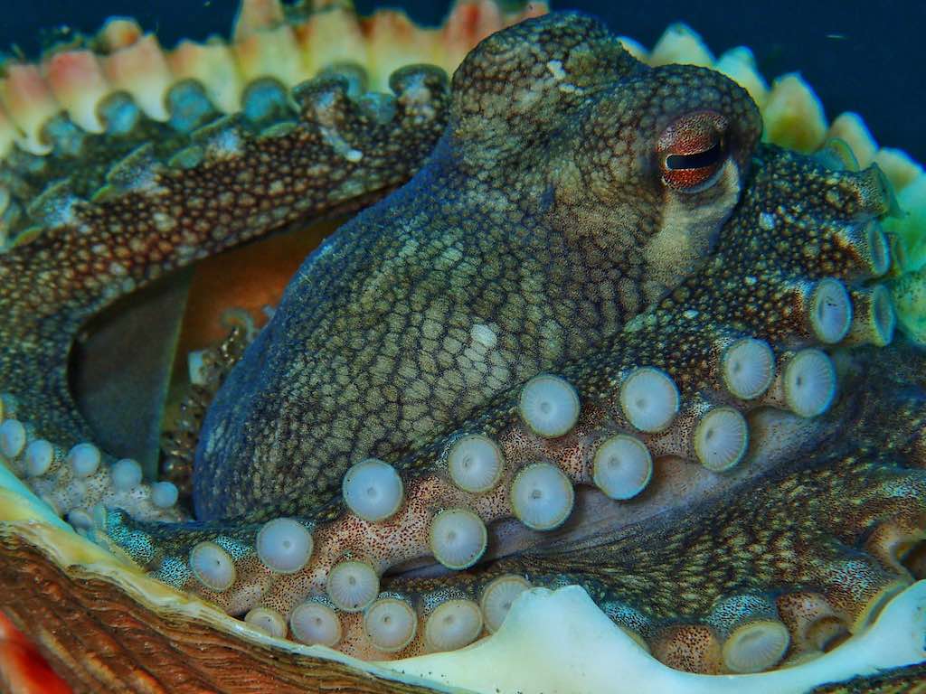 Plongée en Indonésie octopus