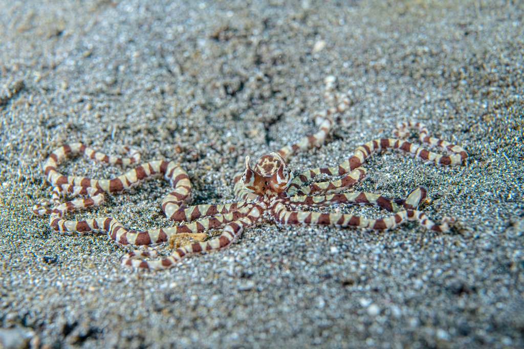 Plongée en Indonésie pieuvre mimétique