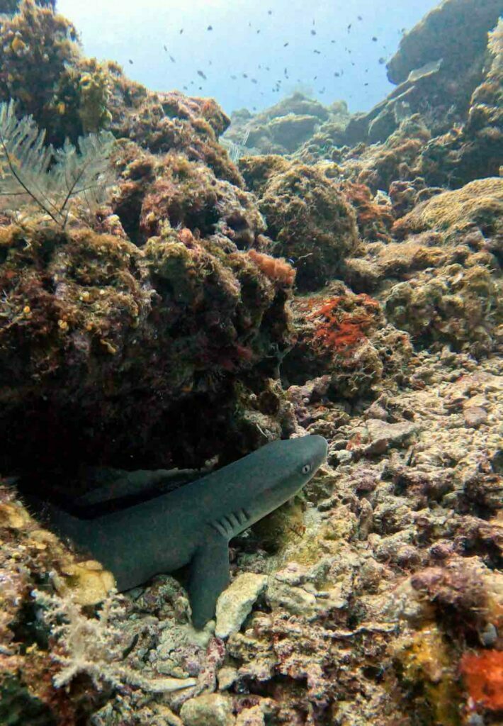 Plongée en Indonésie requin pointe noire juvenile à Raja Ampat