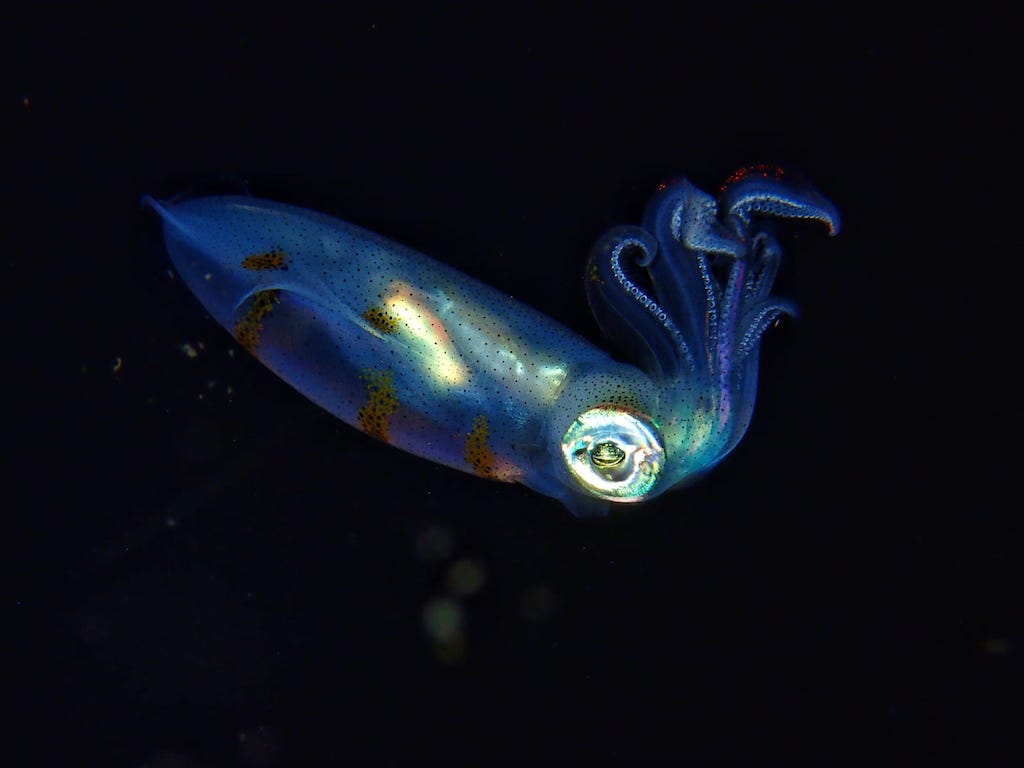 Plongée en Indonésie squid calmar