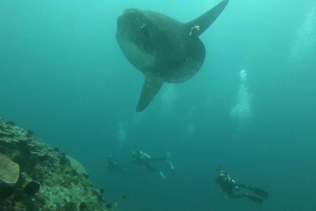 Mola Mola poisson lune Gili Tepekong Bali
