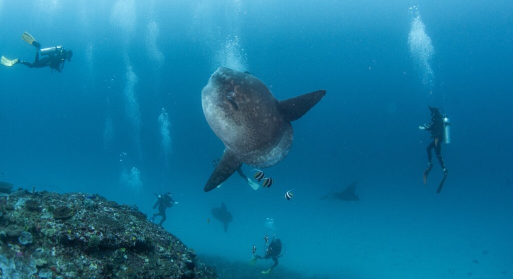 Mola Mola poisson lune Raie Manta à Nusa Penida Bali avec Dune Penida