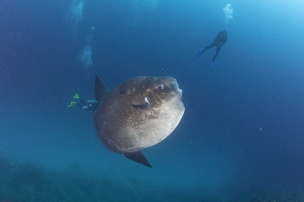 Le Fascinant Mola Mola : Découvrez le Poisson Lune de Nusa Penida