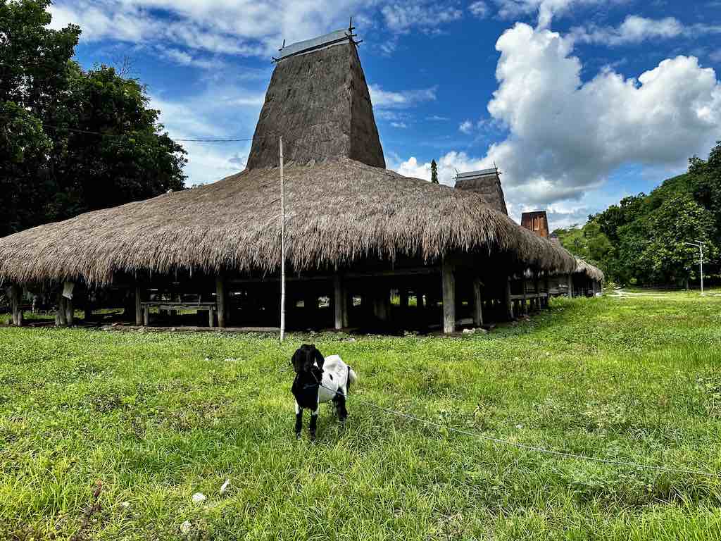 Sumba Est village traditionnel Uma Mbatangu