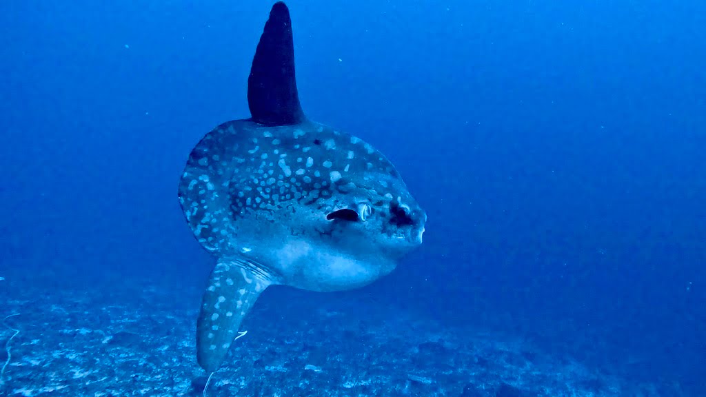 Mola Mola poisson lune Sental Nusa Penida Bali 20 juillet 2024