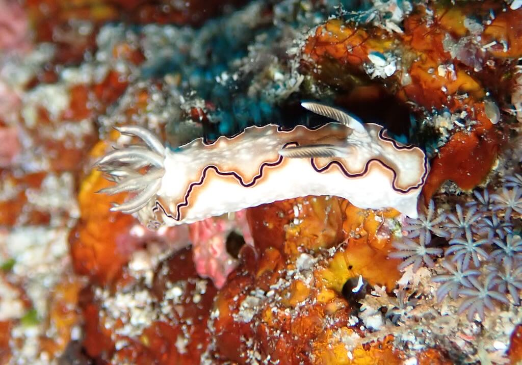 nudibranche Cheese Cake Doriprismatica atromarginata Nusa Penida Bali