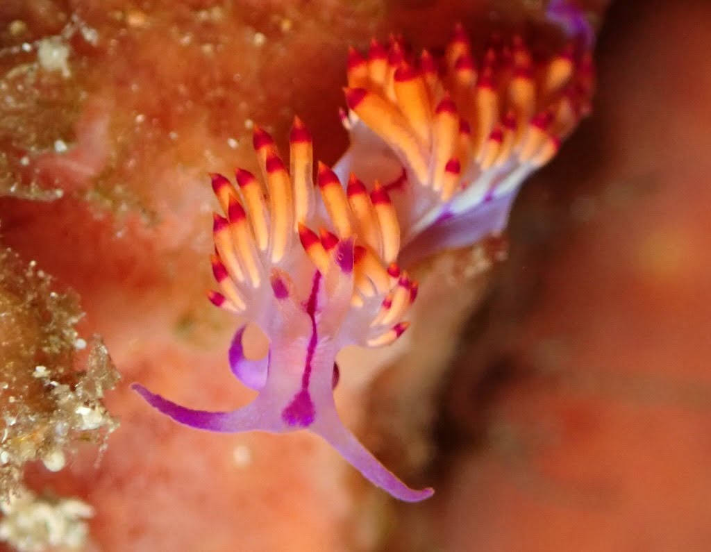 nudibranche Flabellina Nusa Penida Bali