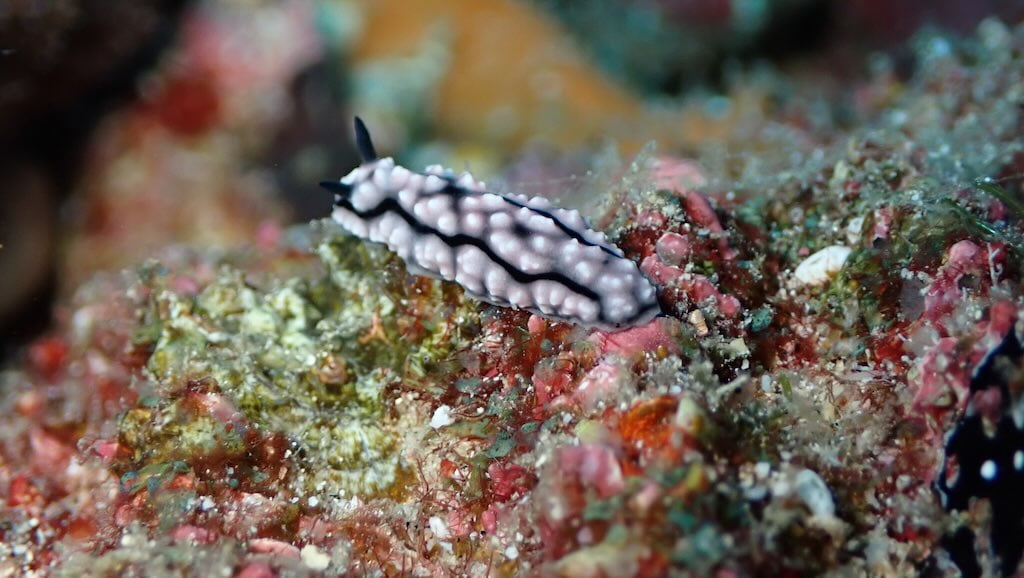 nudibranche classique Nusa Penida Bali