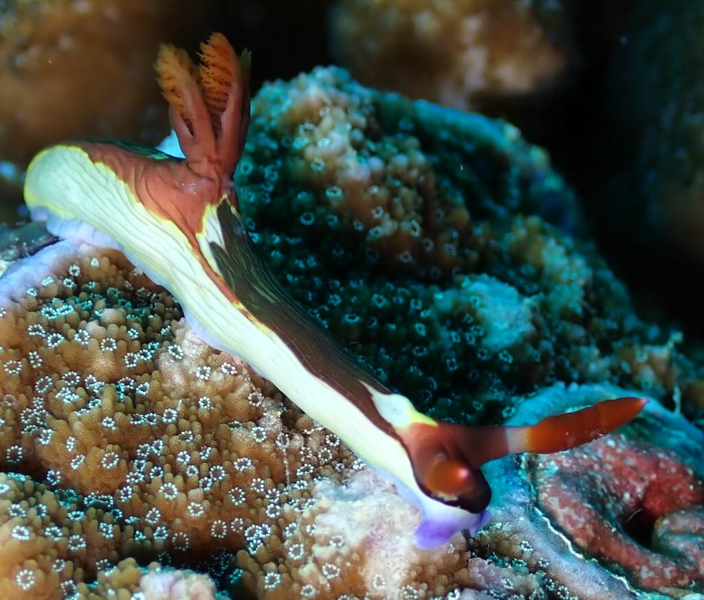 nudibranche nembrotha chamberlaini blanc et marron avec antennes orange  Nusa Penida Bali