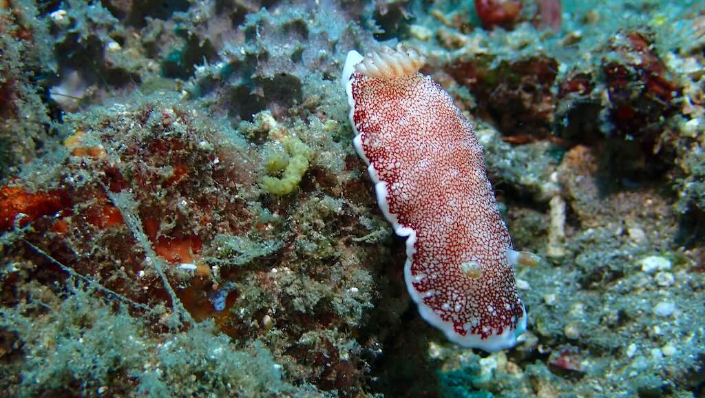 nudibranche rouge et blanc Nusa Penida Bali