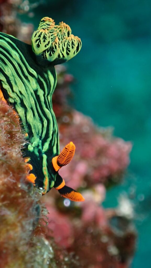 nudibranche vert avec rhinophores rouges nembrotha kubaryana Nusa Penida Bali