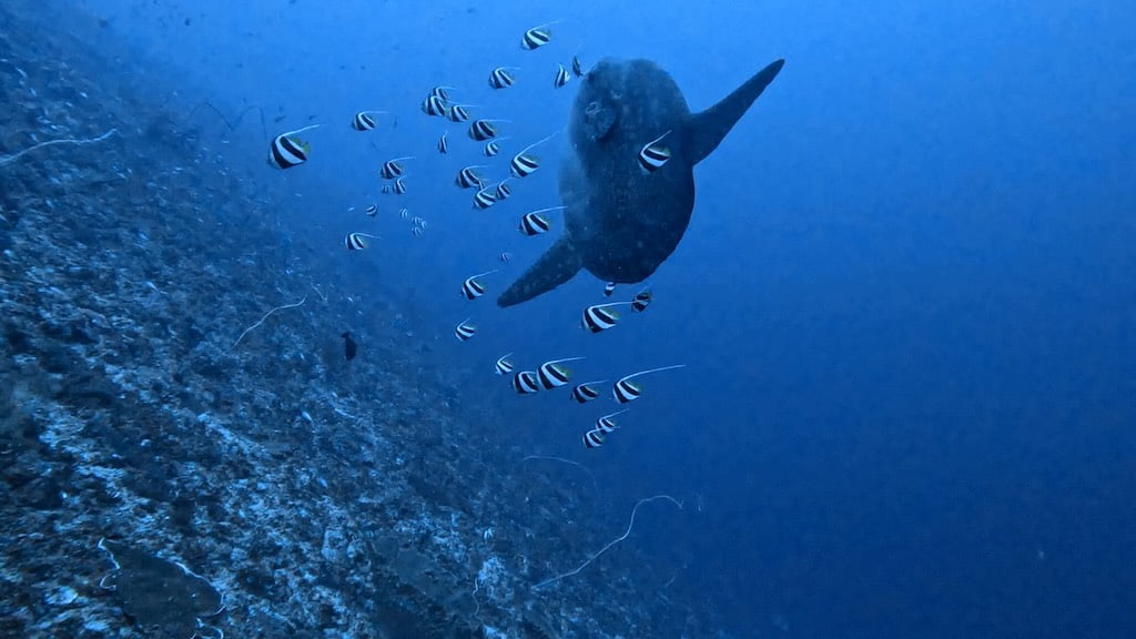 Mola Mola poisson lune et poissons cocher Nusa Penida Bali