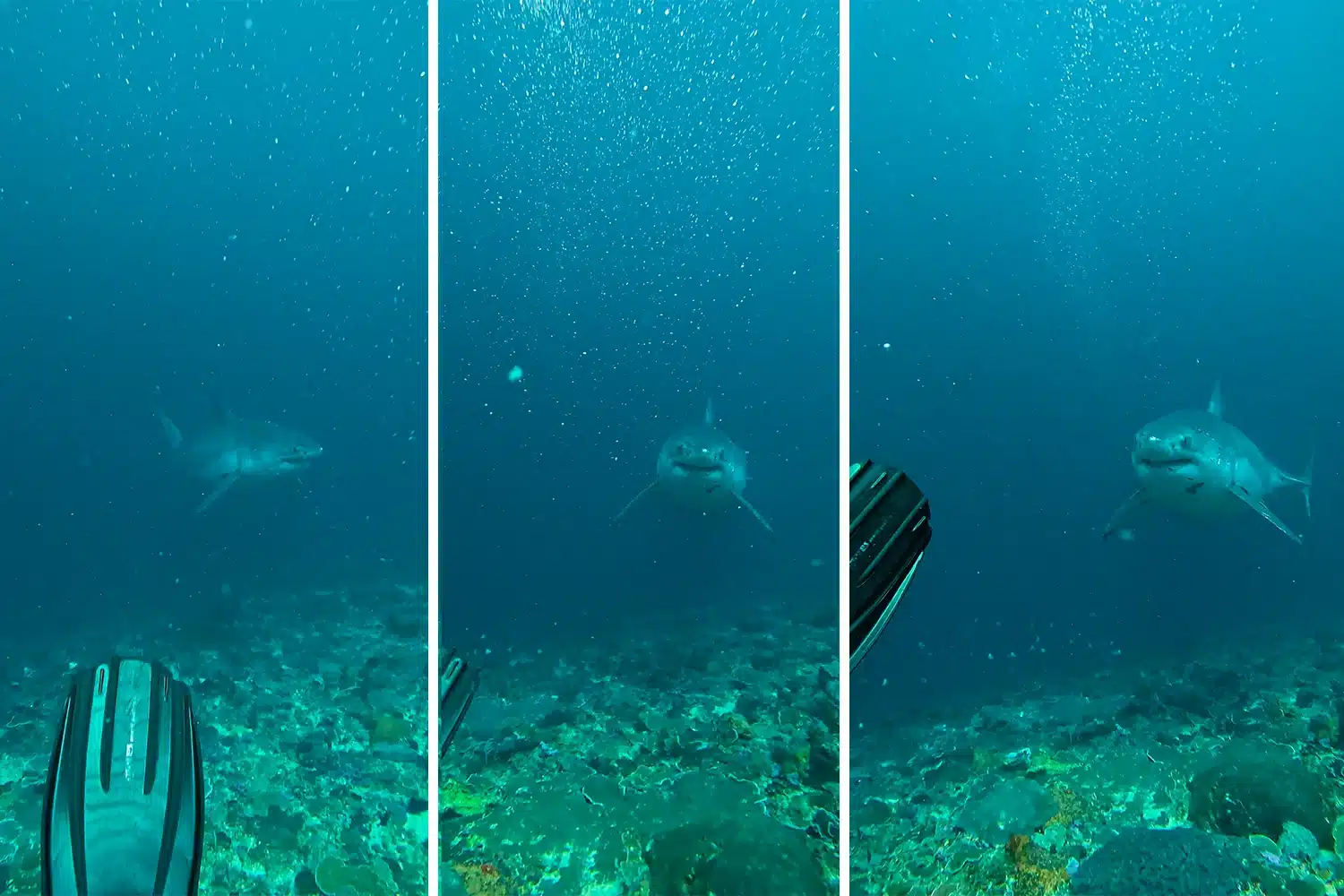 Grand requin blanc croisant un plongeur à 22 mètres à Ped, Nusa Penida, mars 2025