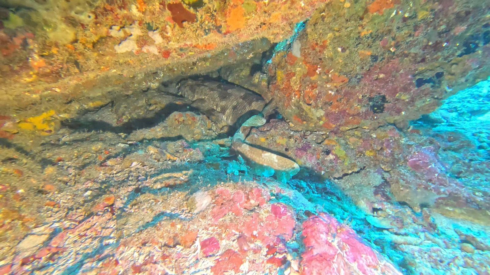 Requin wobbegong au repos sous une corniche rocheuse à Crystal Bay, Nusa Penida, vers 18 mètres