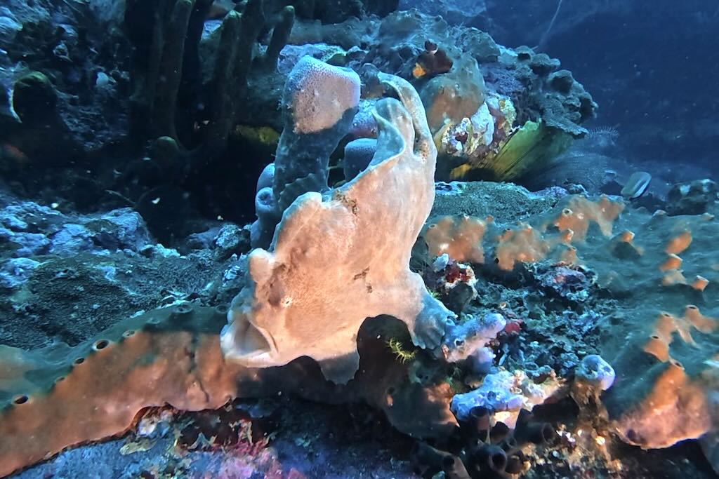 plongée poisson grenouille Frog Fish Gili Biaha Padang Bai