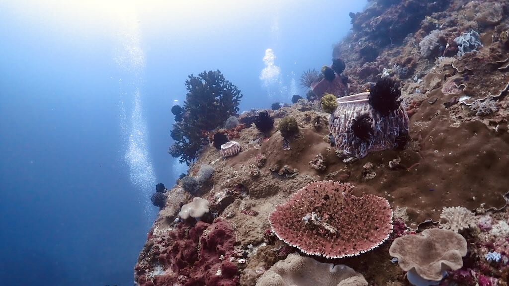 plongee Gili Biaha Padang Bai Bali