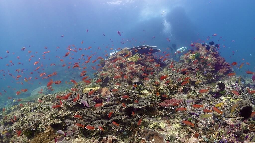 Plongée GIli Tepekong Padang Bai Bali