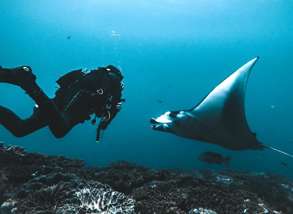 Plongeur face à une raie manta à Nusa Penida Bali – site de plongée incontournable