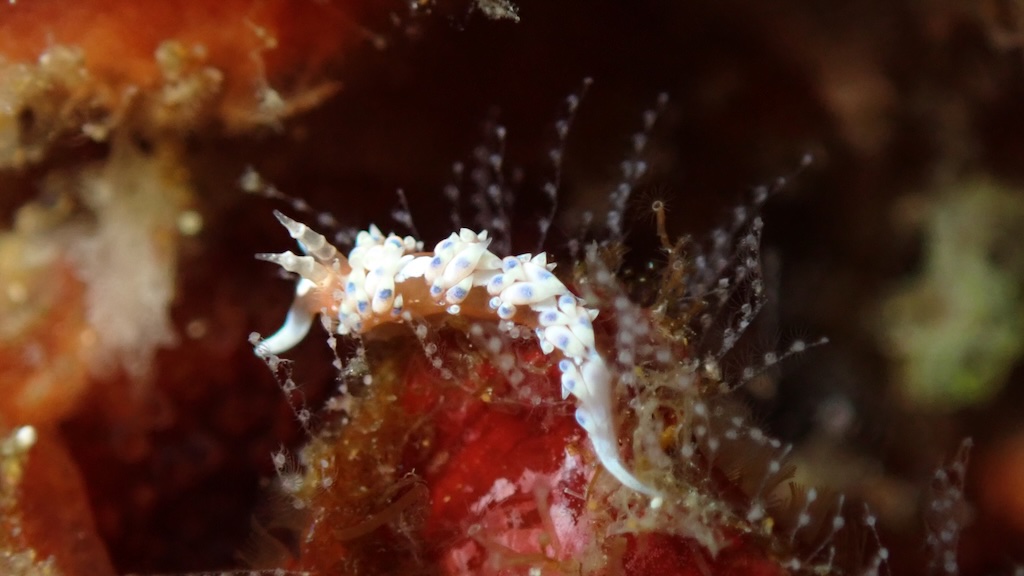 nudibranche Caloria indica Bali Nusa Penida