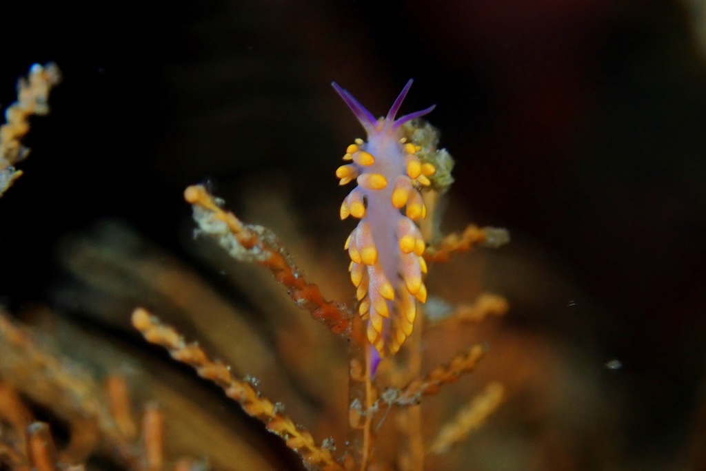 nudibranche Cratena sp Bali Nusa Penida éolidien macro plongée Indonésie
