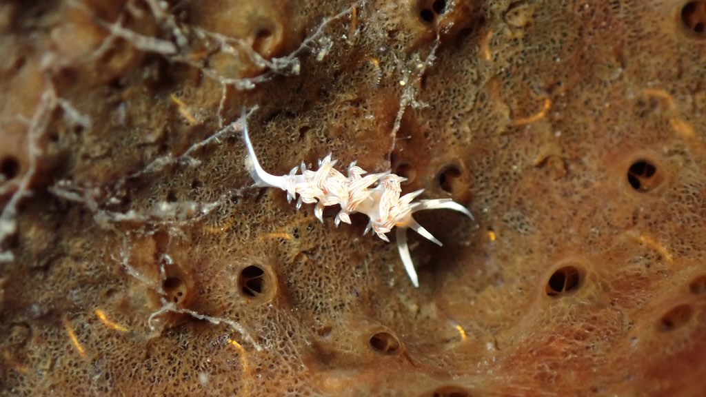 nudibranche Cratena lineata Bali Nusa Penida Facelinidae macro plongée moins de 20 mm