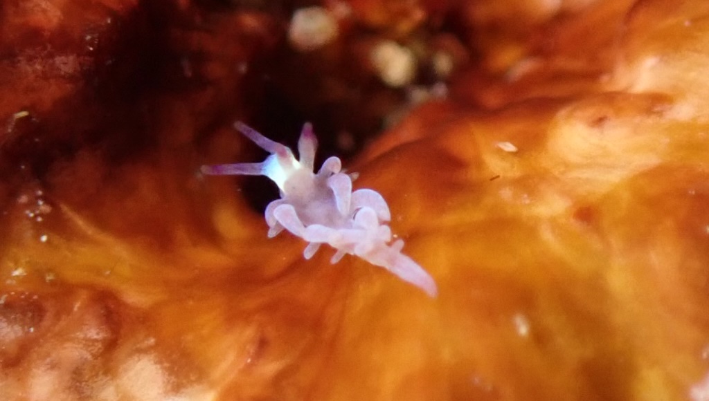 nudibranche éolidien blanc type Cuthona Tenellia Nusa Penida Bali macro