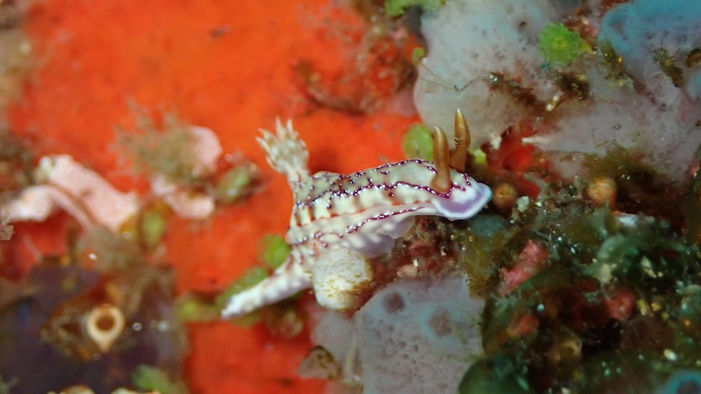 nudibranche Hypselodoris krakatoa Bali Nusa Penida Chromodorididae macro plongée