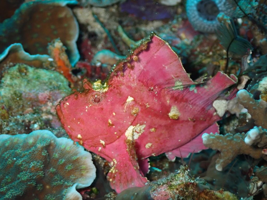 Leaf scorpionfish observé en plongée à Gamat Bay à Nusa Penida
