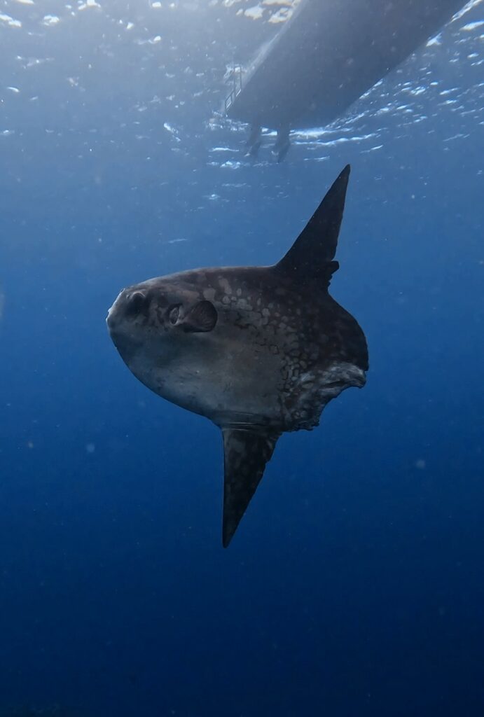 Poisson-lune Mola Mola observé à faible profondeur sous un bateau à Nusa Penida Bali