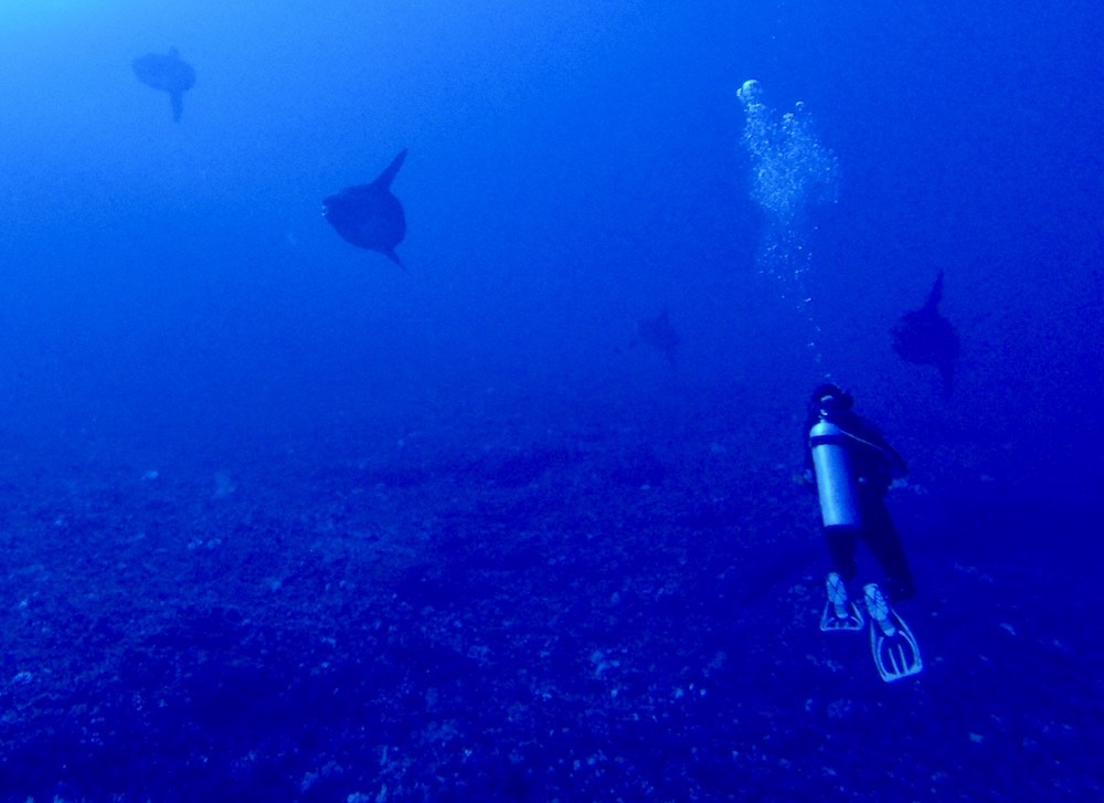 Plusieurs Mola Mola rassemblés à Gamat Bay, Nusa Penida