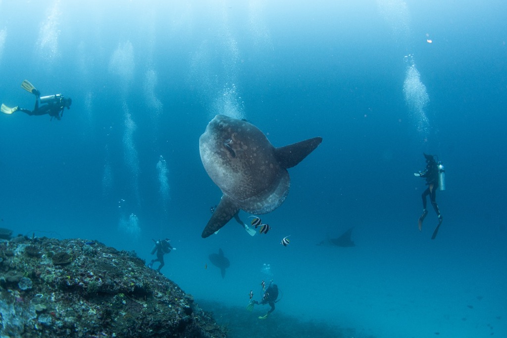 Deux Mola Mola et une raie manta ensemble à Manta Point, Nusa Penida