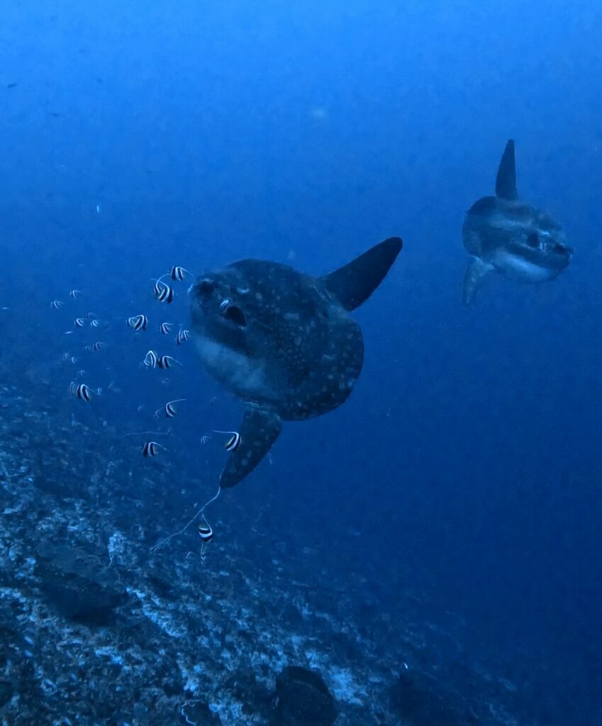 Deux Mola Mola côte à côte sur le site de plongée Sental, Nusa Penida