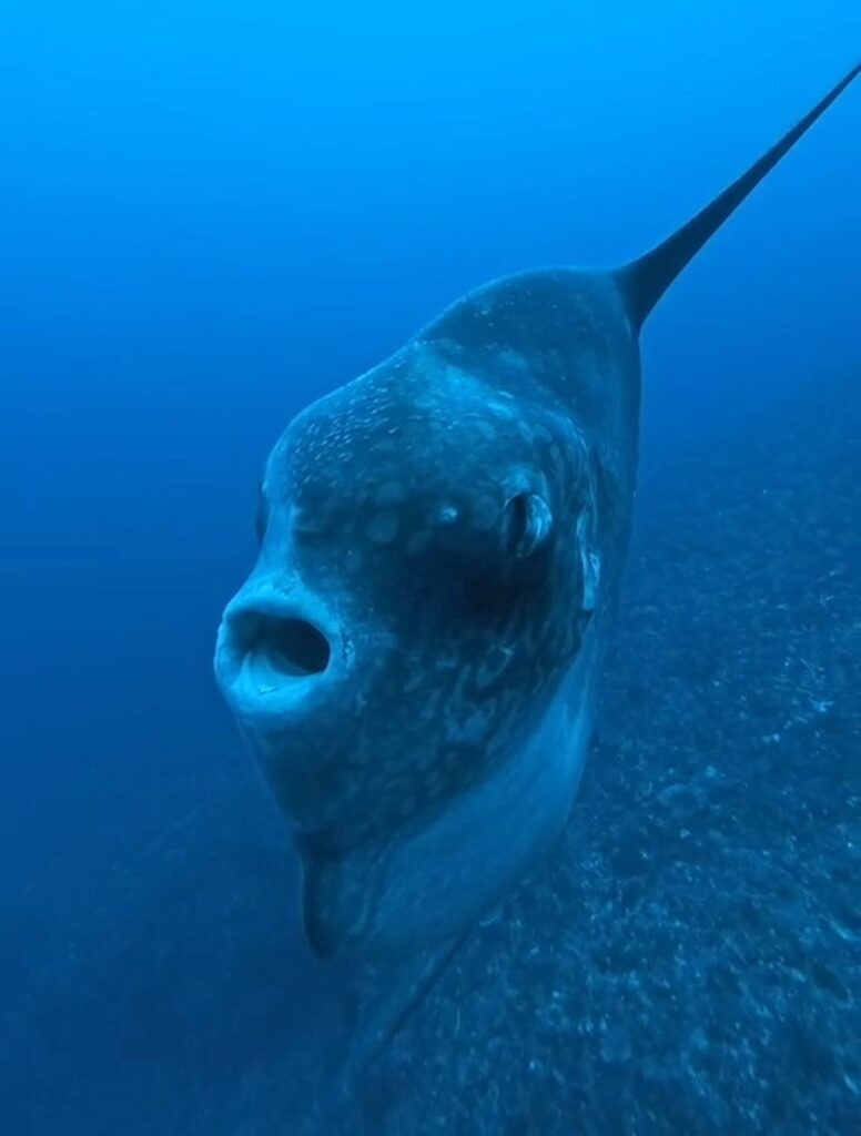 Gros plan d'un Mola alexandrini (couramment appelé Mola Mola) à Crystal Bay, Nusa Penida