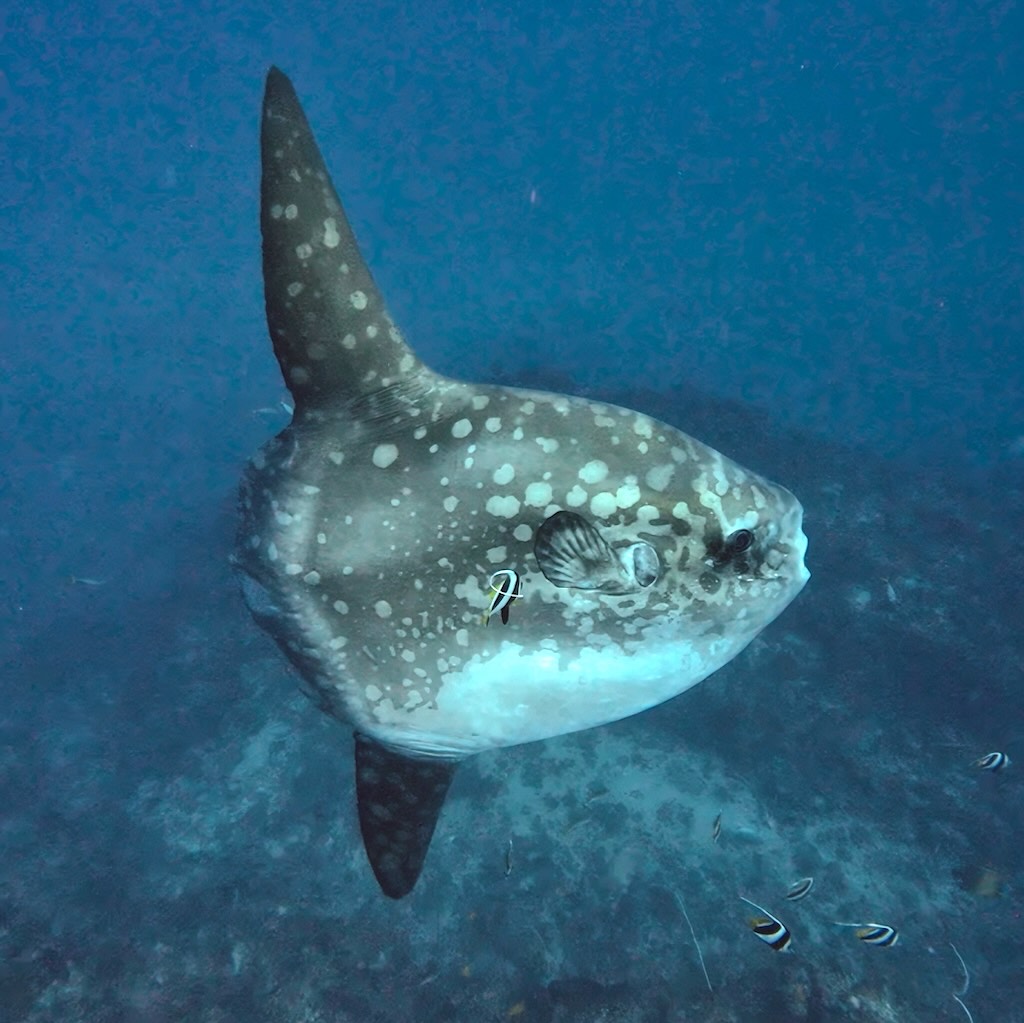 Profil d'un Mola alexandrini à Crystal Bay, Nusa Penida