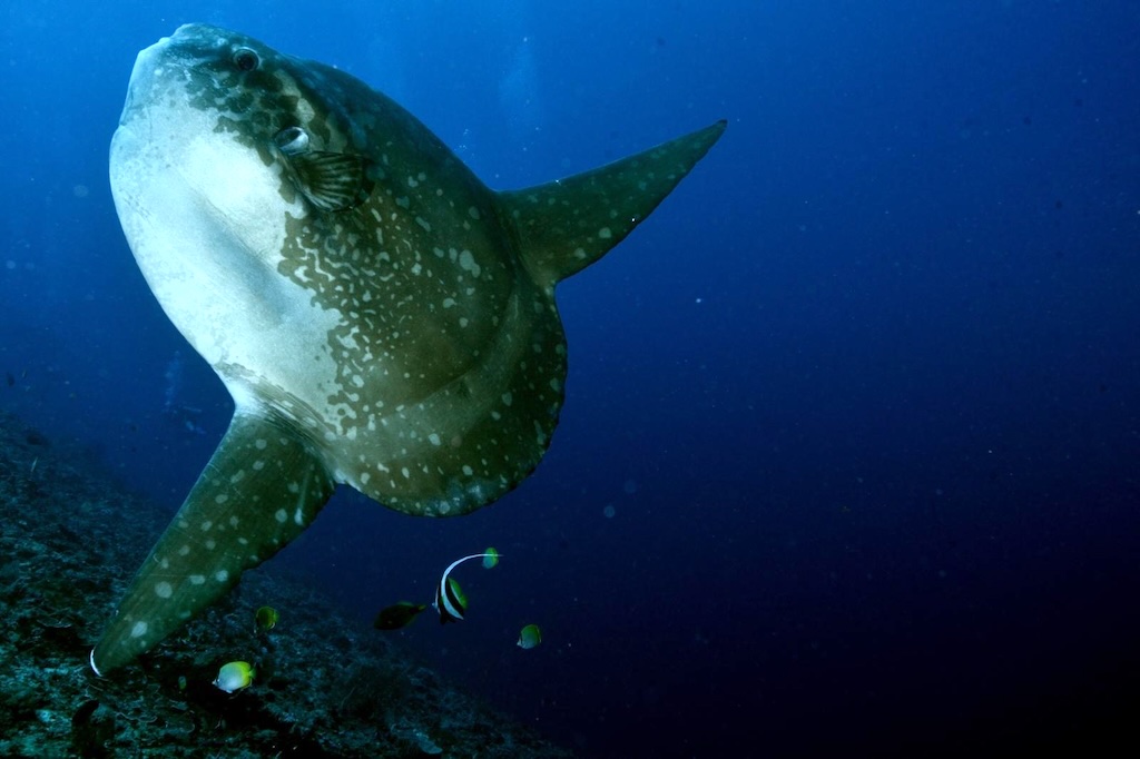 Mola alexandrini nettoyé par des poissons-cochers sur une station de nettoyage à Nusa Penida