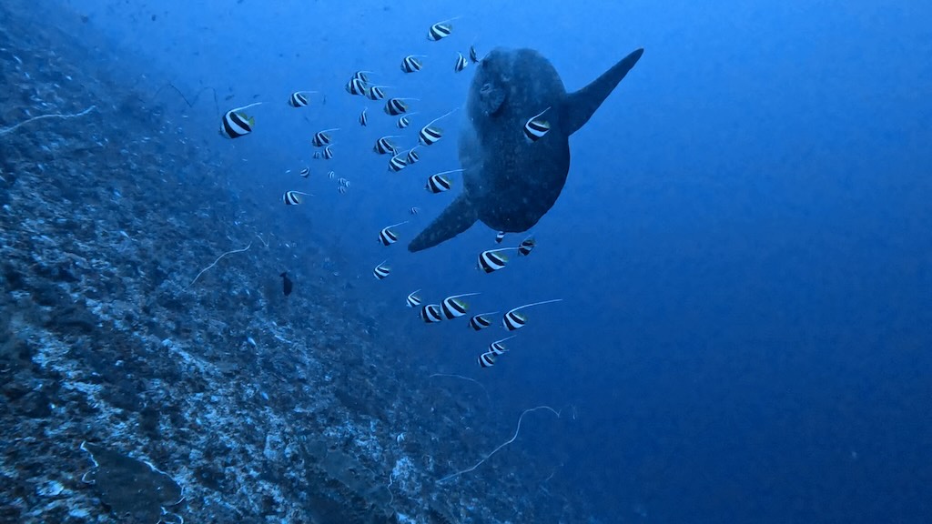 Mola Mola nettoyé par un banc de poissons-cochers près d'une station de nettoyage à Nusa Penida